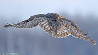 Great Grey Owl