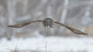 Great Grey Owl