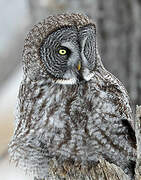 Great Grey Owl