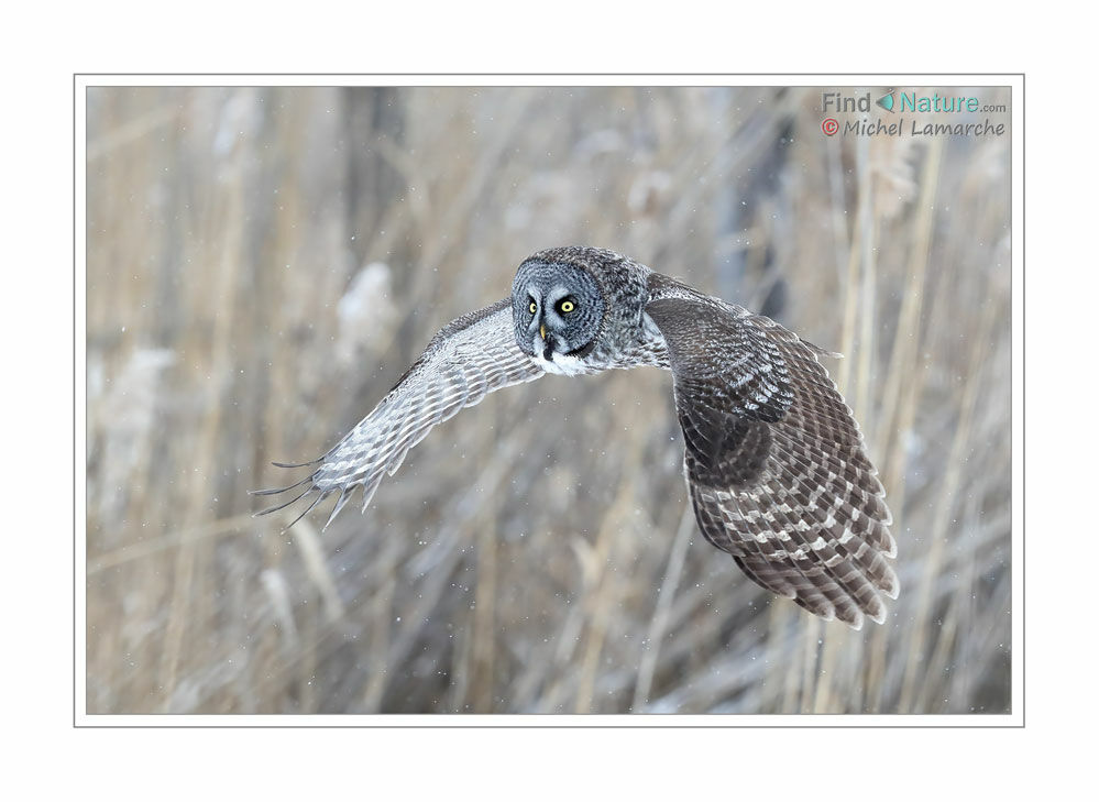 Great Grey Owl, Flight