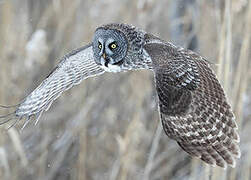 Great Grey Owl