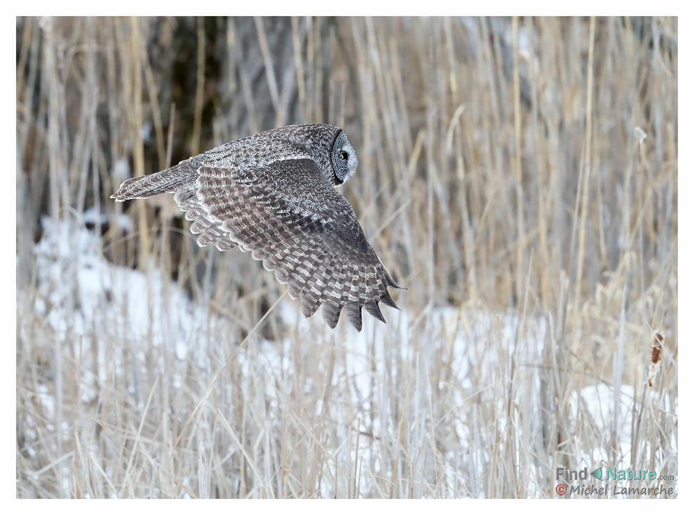 Great Grey Owl, Flight