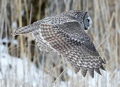 Great Grey Owl