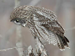 Great Grey Owl