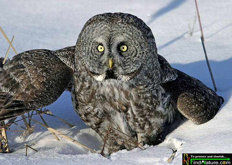 Great Grey Owl