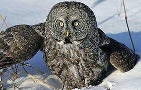 Great Grey Owl