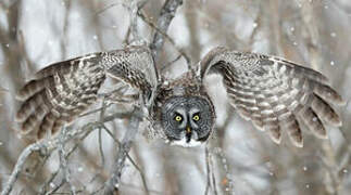 Great Grey Owl