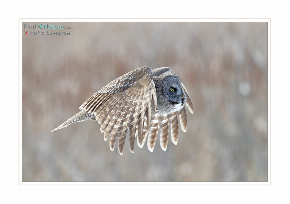 Great Grey Owl, Flight