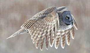 Great Grey Owl