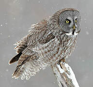 Great Grey Owl