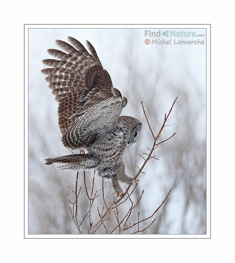 Great Grey Owl