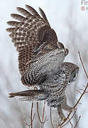 Great Grey Owl