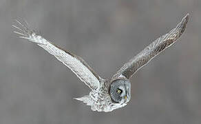 Great Grey Owl