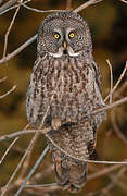 Great Grey Owl