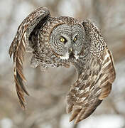 Great Grey Owl