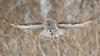 Great Grey Owl