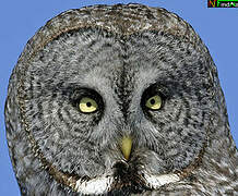 Great Grey Owl