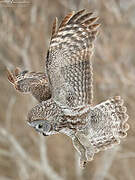 Great Grey Owl