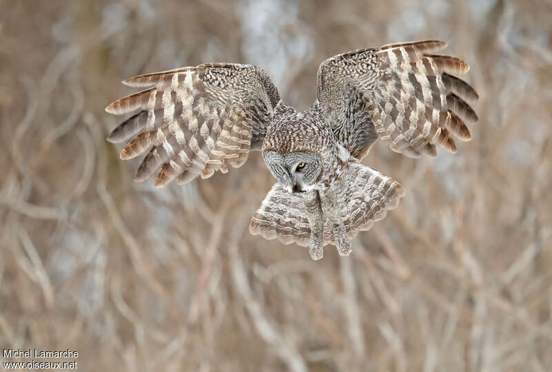Great Grey Owl, Flight, fishing/hunting