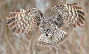 Great Grey Owl