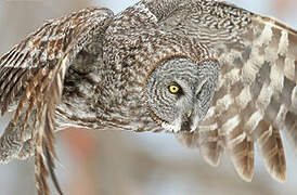 Great Grey Owl