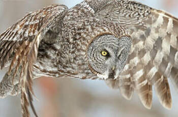 Images en tête-Christian Chevalier photographe - La chouette soleil Au  petit matin du 21 décembre 2017 Great grey owl / chouette lapone