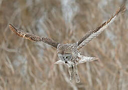 Great Grey Owl