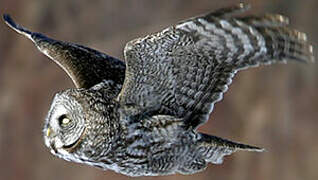 Great Grey Owl