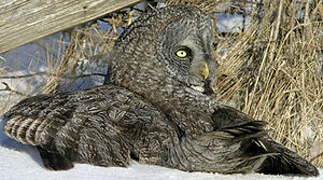 Great Grey Owl