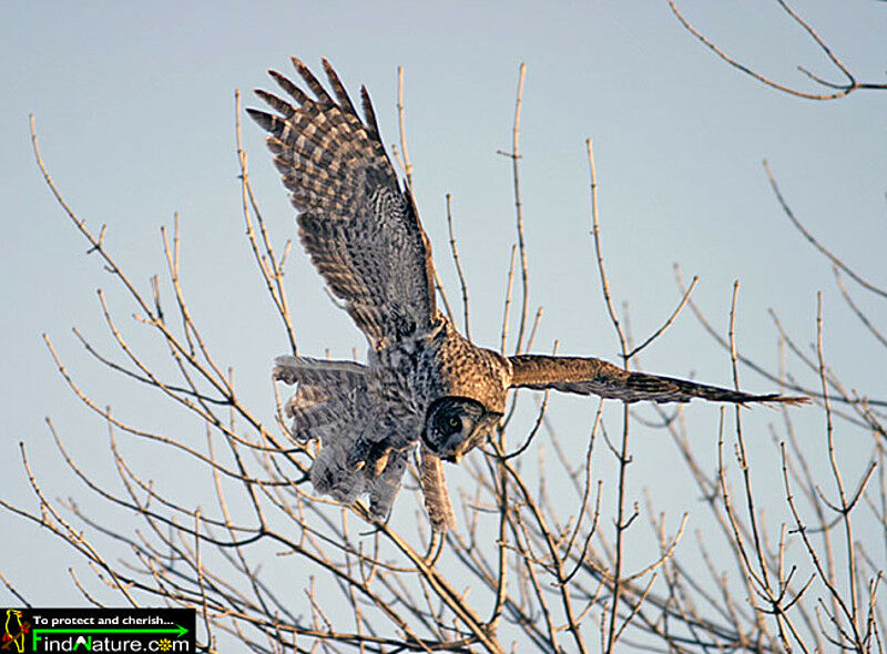 Great Grey Owl