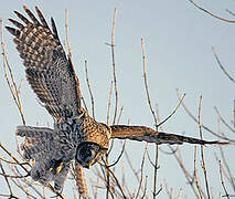 Great Grey Owl