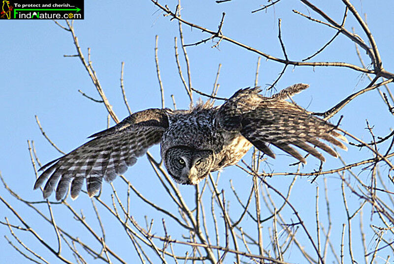 Great Grey Owl