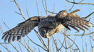 Great Grey Owl