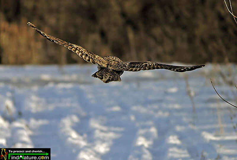 Great Grey Owl