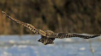 Great Grey Owl