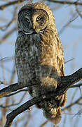 Great Grey Owl