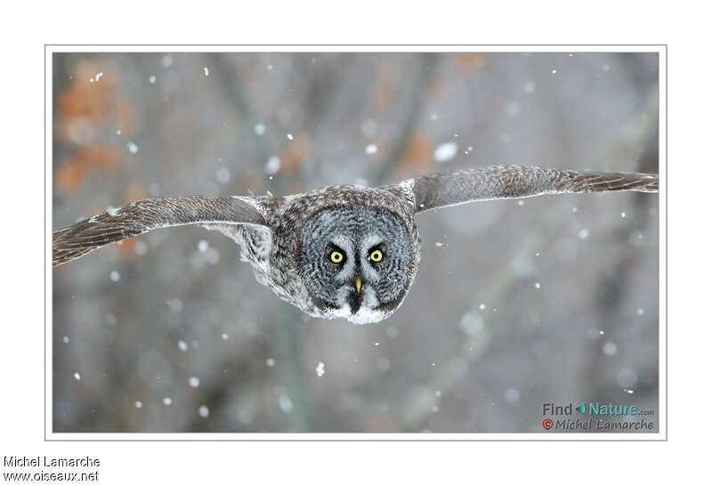 Great Grey Owl, close-up portrait, Flight