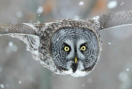 Great Grey Owl