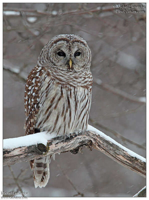 Barred Owl, close-up portrait