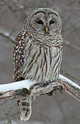 Barred Owl