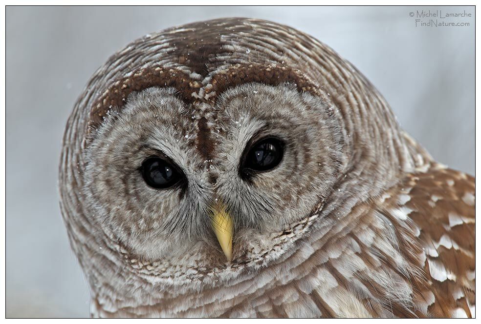 Barred Owl