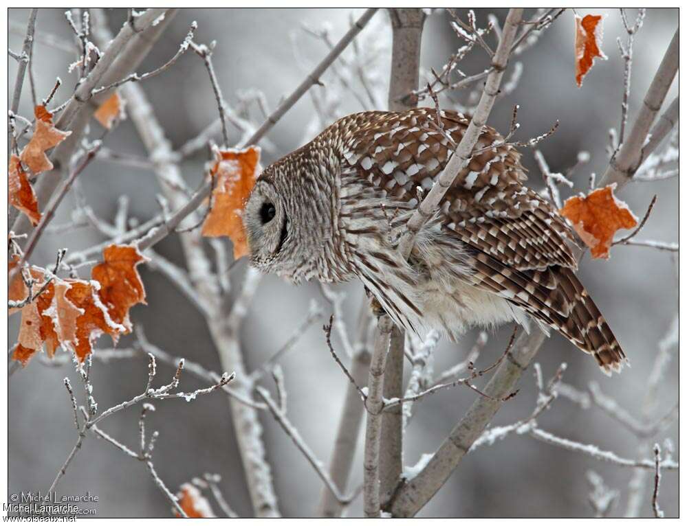 Barred Owl, Behaviour