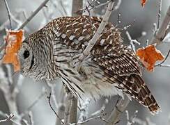 Barred Owl