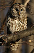 Barred Owl