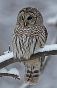 Barred Owl