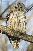 Barred Owl