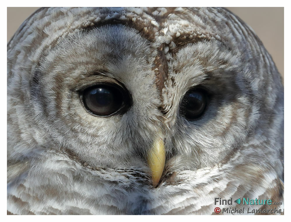 Barred Owl