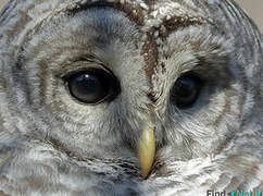 Barred Owl