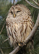 Barred Owl