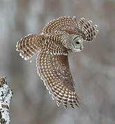 Barred Owl